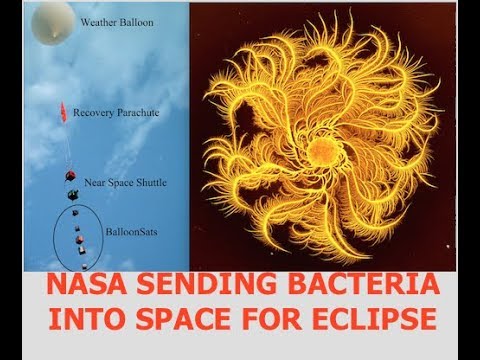 NASA Launching Alien Bacteria into Atmosphere for Eclipse, Strain ...