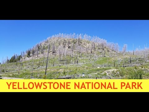 Yellowstone Update - Many Dead Trees & Steamboat Geyser Activity Hint