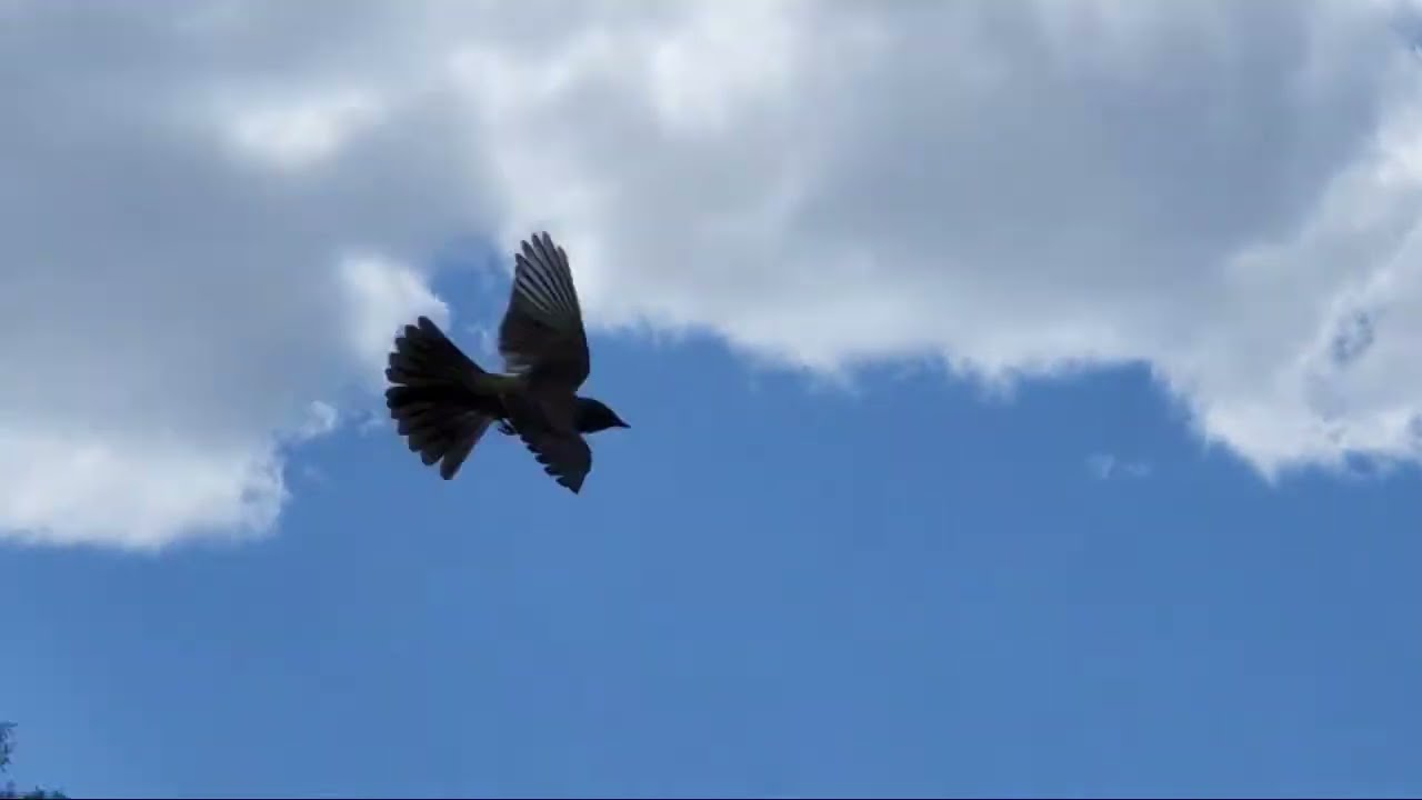 Birds Arent Real Man Leak Project birds-arent-real-man-leak-project